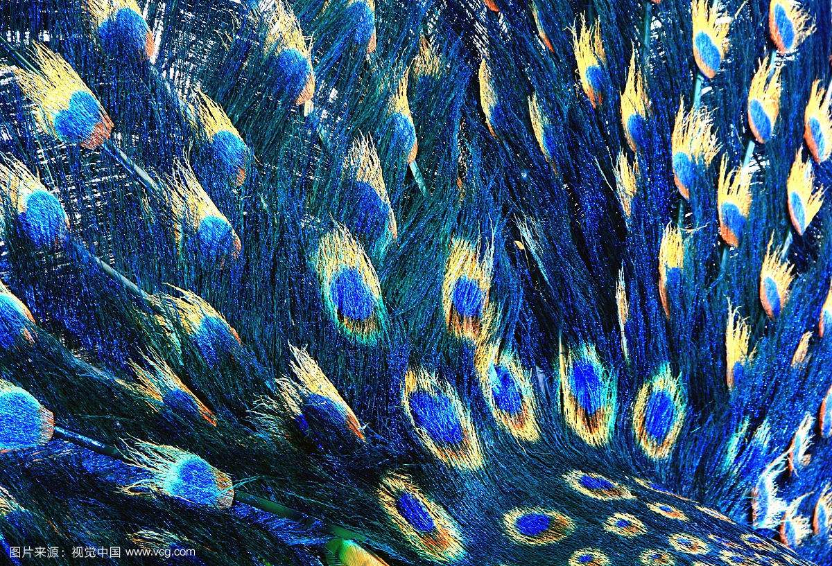 没有买卖就没有杀害!为了利益,商人们盯上了孔雀和它们的蛋……