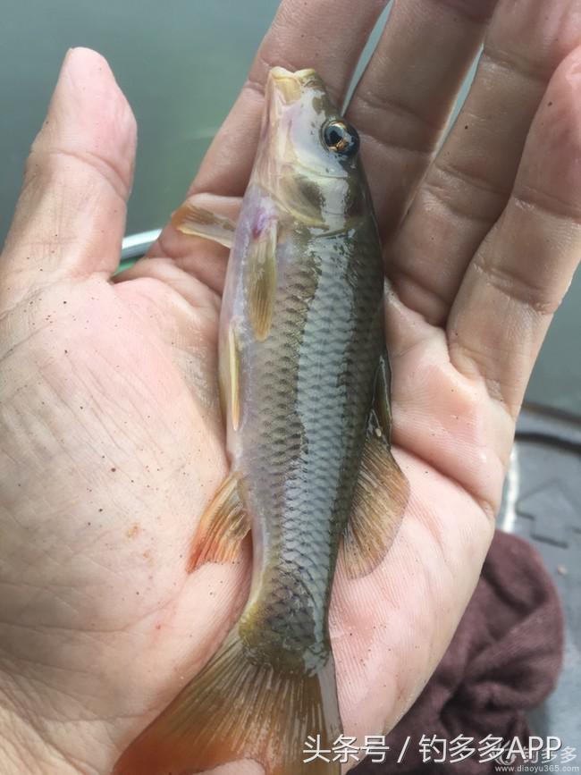 奔横县只为巴西雕，遇降温无奈成掐鲤