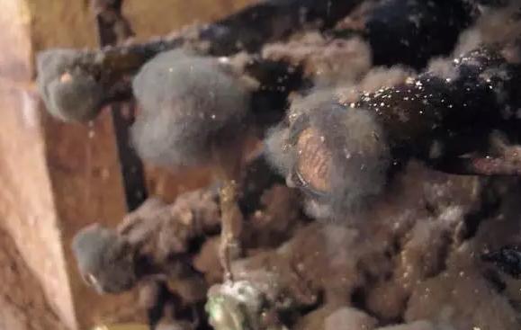 酒塞发霉怎么清理,酒塞松了怎么办