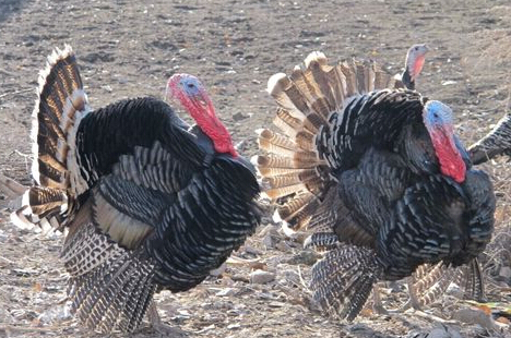火鸡养殖基本知识,火鸡养殖前景如何
