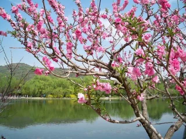 逛切北京最全花节汇总整理！收藏起来慢慢看！