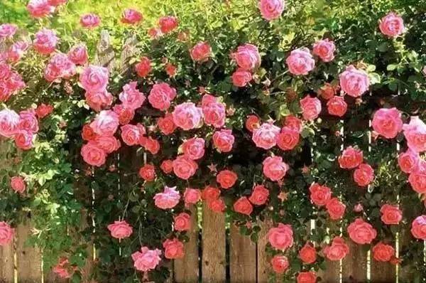 逛切北京最全花节汇总整理！收藏起来慢慢看！