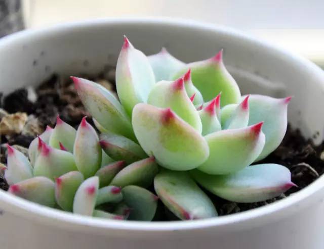 无“肉”不欢！10种好看又便宜的多肉！