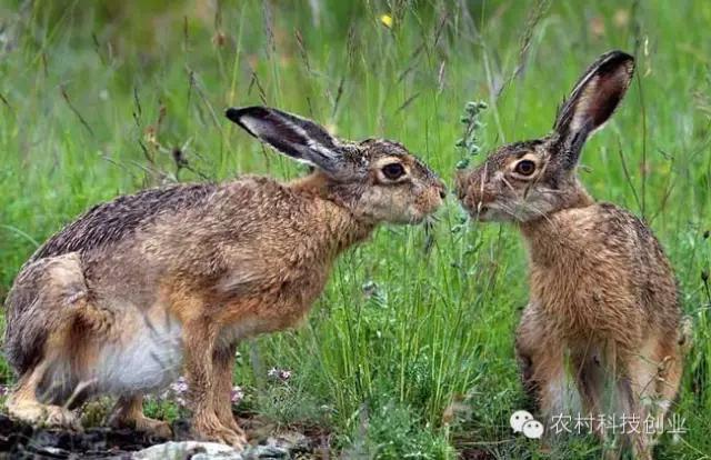 适合农村创业的小本点子,12个适合农村创业的小本项目