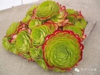 黑法师开花后怎么处理,黑法师花怎么养