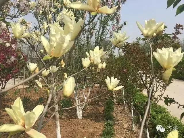 临淄:特色小镇的春天——金岭敬仲朱台齐陵