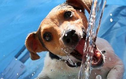 狗狗打嗝要注意可能是生病的前兆,狗狗生病的各种症状以及疗法