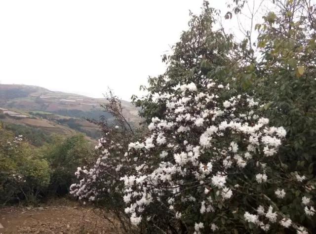 人间四月天，醉美是寻甸！