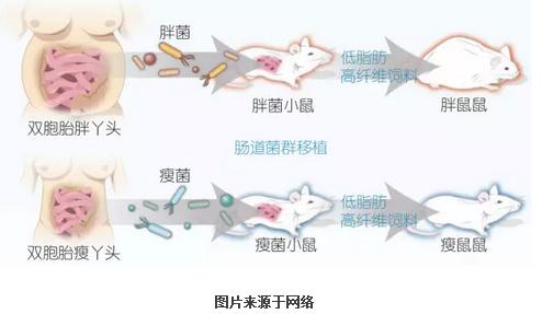 喝凉水都胖,喝凉水都胖的原因是