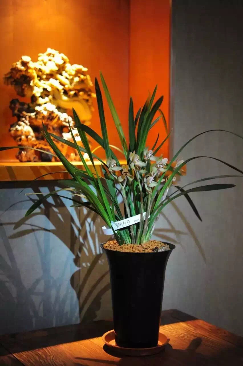 迎春时节兰花开,春天正是兰花盛开时节