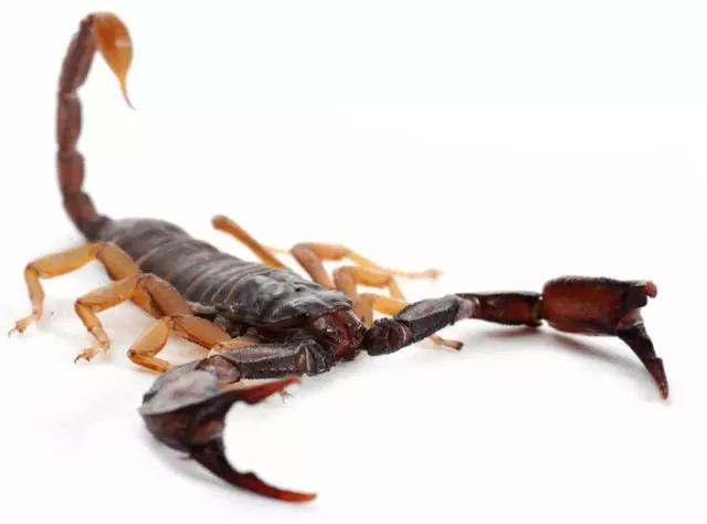 哪些昆虫有三对足两对翅一对触角,什么昆虫是三对足两对翅一对触角