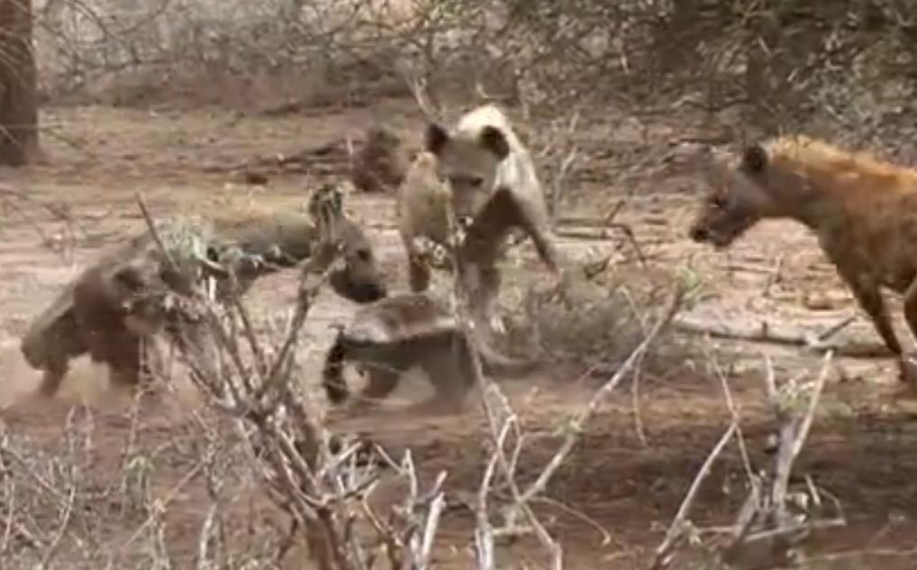 蜜獾单挑鬣狗群非洲二哥,蜜獾不大但敢与狮子鬣狗抗衡