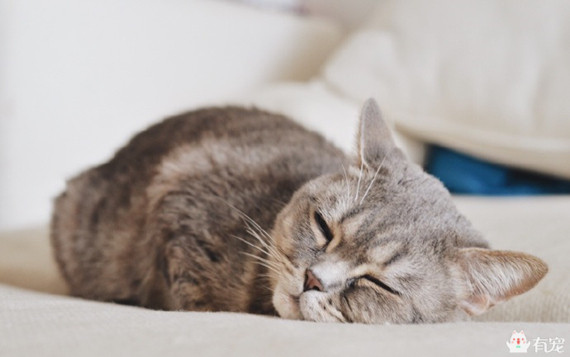 喵星人形象演绎痛经到底有多痛?