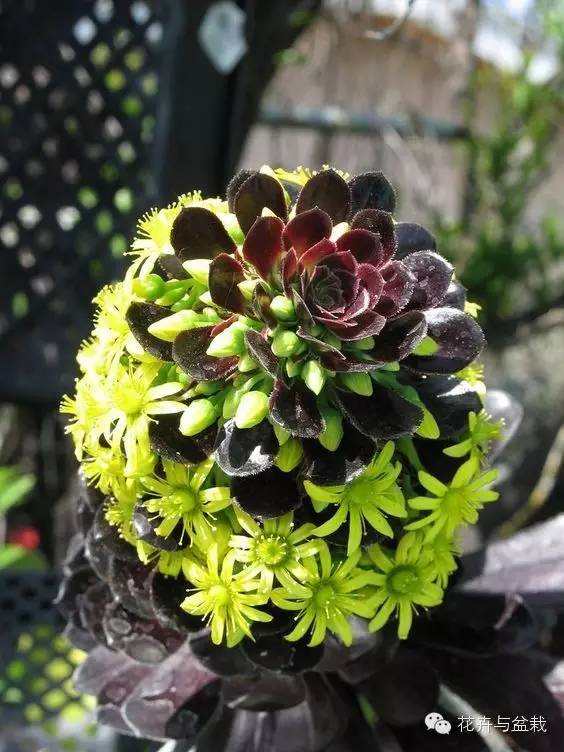 黑法师开花后怎么处理,黑法师花怎么养