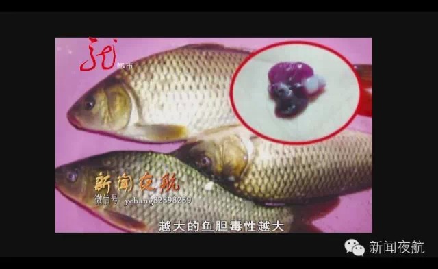 松花江开江鱼有哪些,松花江开江鱼味道