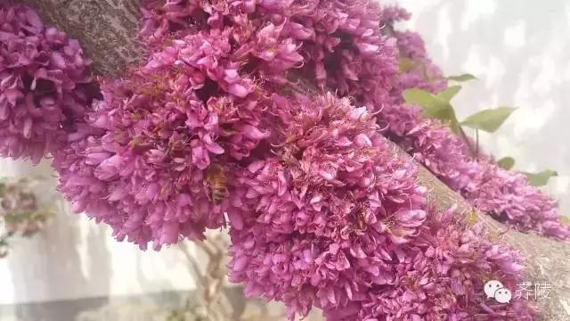 临淄:特色小镇的春天——金岭敬仲朱台齐陵