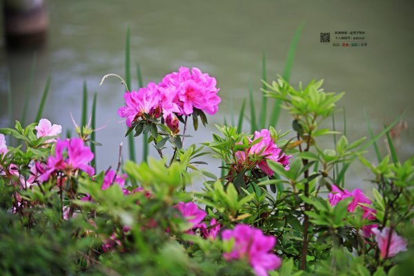 有一种春天叫牡丹花开,有一种春天叫花开艳丽