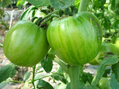 种植的番茄畸形果多缺什么元素,番茄果长畸形什么原因