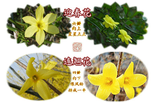 银翘解毒片和连翘败毒片一样吗,银翘解毒片和双黄连口服液