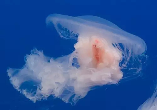 那些不认识的海鲜小干货,超级干货2022