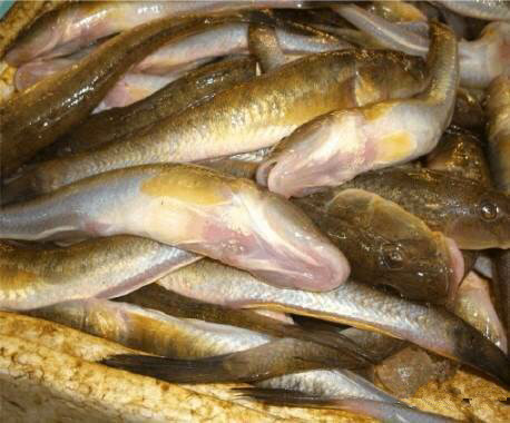 那些不认识的海鲜小干货,超级干货2022