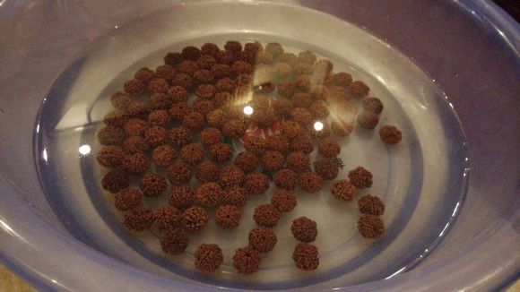 金刚菩提手串打底清理方法,金刚菩提可以用草酸清理吗