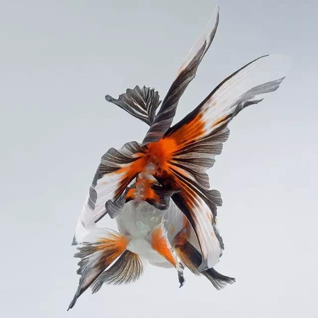 苹果7全新颜值担当，国粹金鱼替代泰国斗鱼?