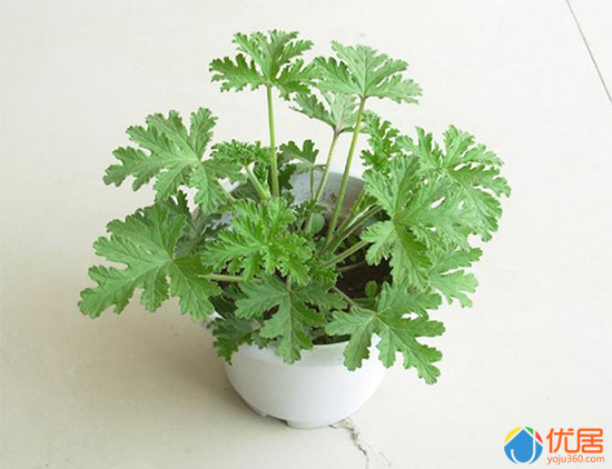 对付潮湿环境下的虫子,趋光的虫子怎么对付