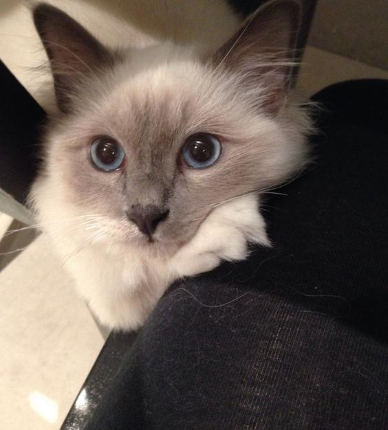 猫咪我是你的左右眼,猫咪我是你的唯一