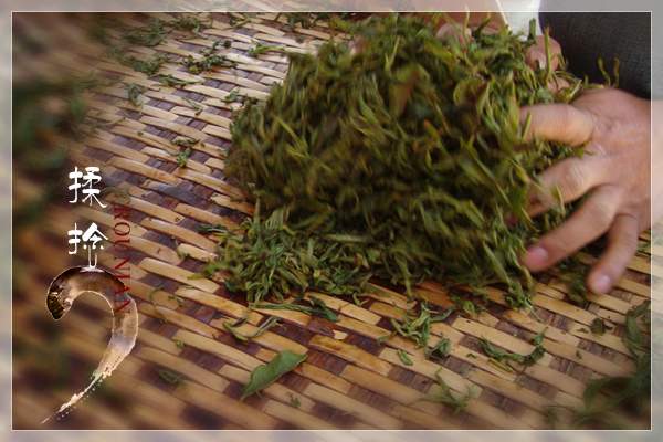 普洱茶熟茶制作流程图,做普洱茶如何入门