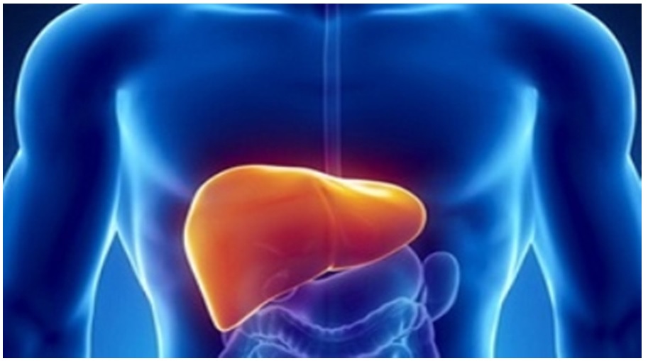 FDA考量新药奥贝胆酸治疗肝硬化的加速审批！