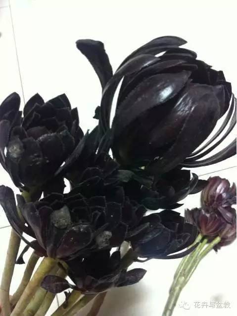 黑法师开花后怎么处理,黑法师花怎么养