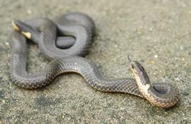 两头蛇vs双头蛇,真实的双头蛇和五头蛇