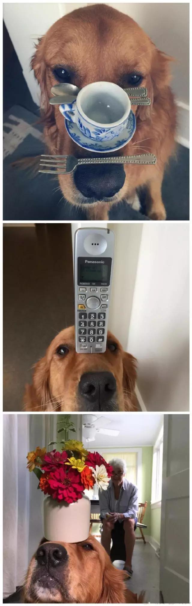 狗狗控萌图第660期,一张图看出狗狗诡计多端柯基