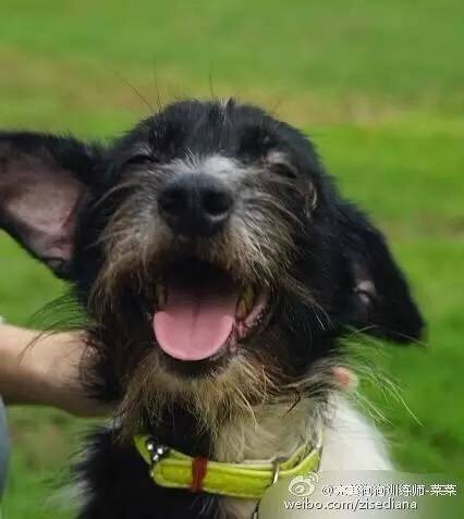 怀孕养狗新手入门必知,怀孕了养狗注意事项