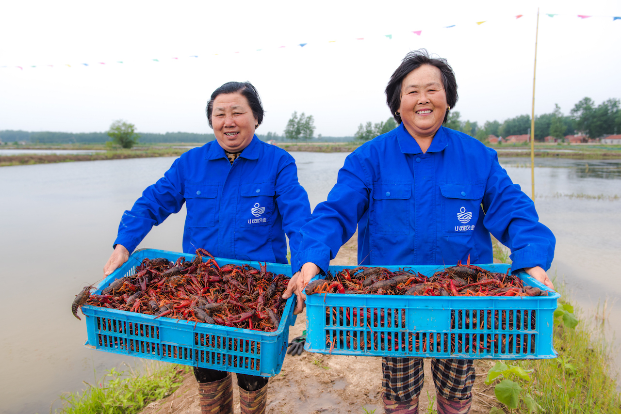 一亩放小龙虾苗多少斤,小龙虾种虾一亩放多少斤