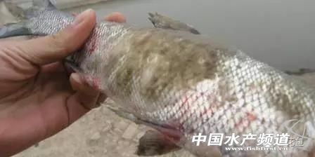 鱼水霉防控措施,鱼类水霉病防治方法