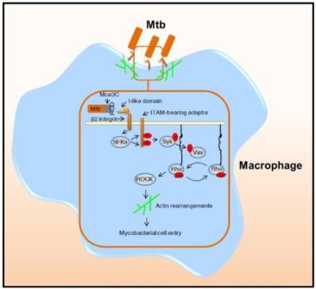 微生物所结核分枝杆菌入侵机制研究取得进展