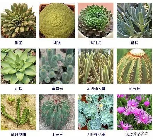 八种常见的多肉植物,215个多肉植物样子