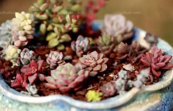 Ohmygod!!我的多肉冻成这样了，怎么办？