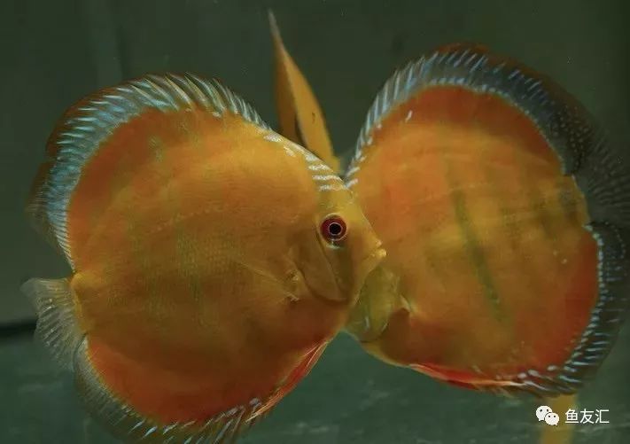 野彩和家彩的饲养区别,野彩到底好不好养