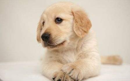 十种足以将狗狗致死的事情！