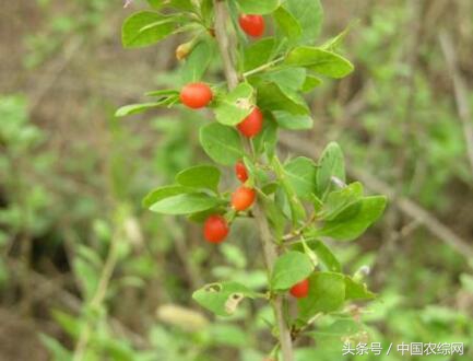 慈禧补气血的药丸,慈禧不老神药
