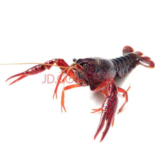 小龙虾高密度养殖,工厂化小龙虾养殖