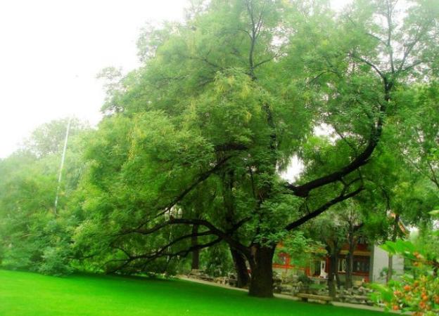 国槐蠹虫防治,国槐虫害最佳防治方法