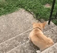 网友家的猫坐键盘上，偶然竟打出这几个字，可以说，细思极恐了！