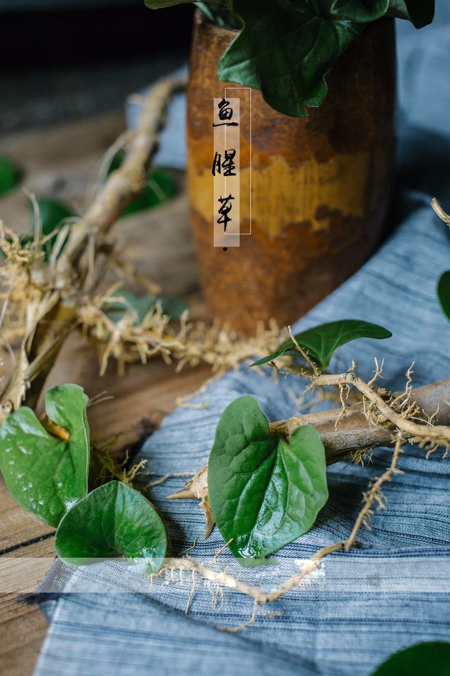 【健康课堂】—鱼腥草，清热消炎防辐射，提高免疫力，治疗宫颈炎