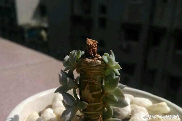 蓝石莲多次砍头要不要剥叶子,蓝石莲砍头爆崽的图片