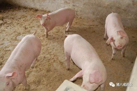 常见猪病的治疗与预防,常见猪病的症状和治疗