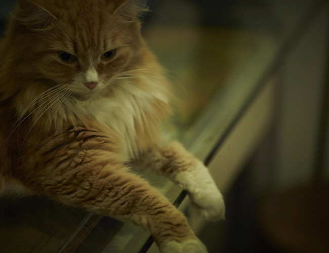 大中小！so？你家主子属于哪种？